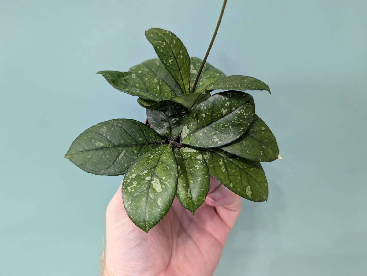 Hoya Crassipetiolata Splash Round leaf 6cm