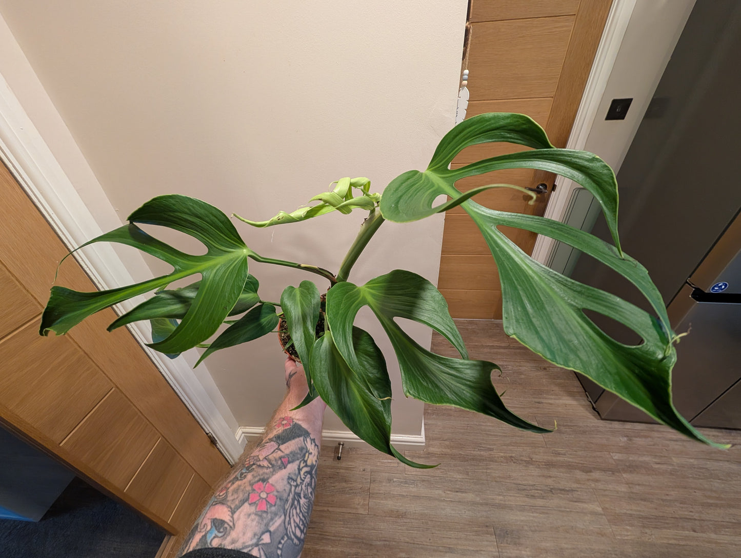 Monstera Burle Marx Flame 17cm
