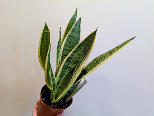 Sansevieria White Snow 12cm