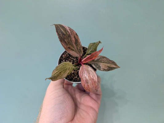 Philodendron Fire Phoenix 6cm