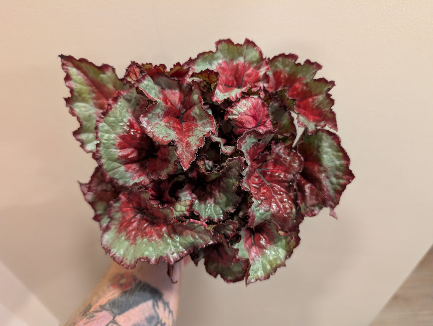 Begonia Caribbean Night 13cm