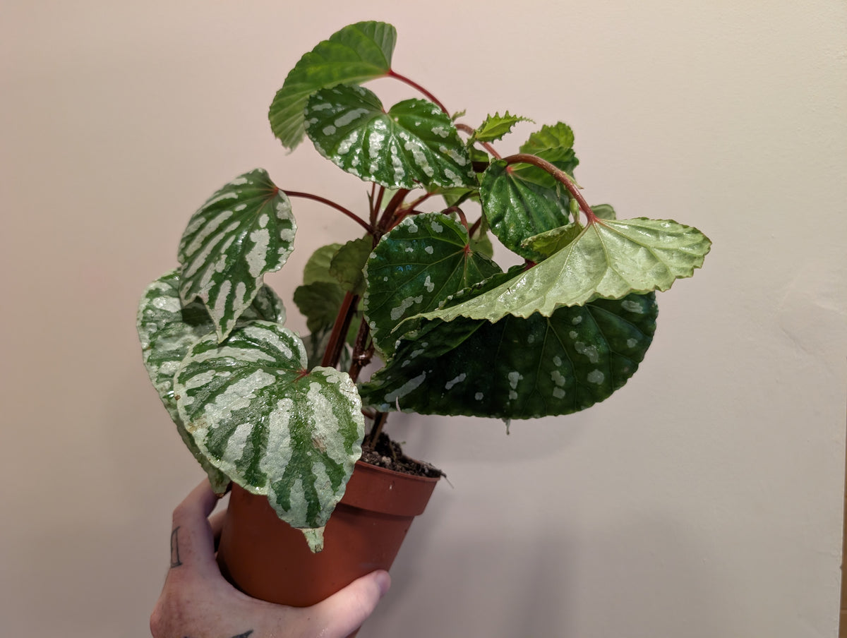 Begonia Cream Powder 14cm