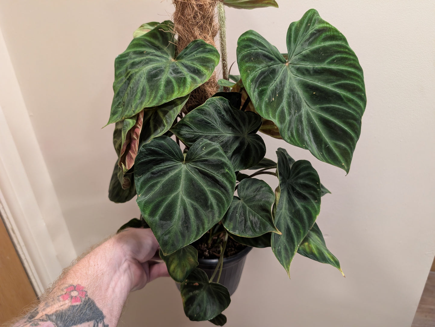 Philodendron Verrucosum Incensi 16cm