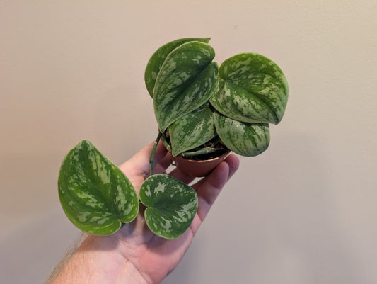 Scindapsus Nangga Seni 7cm