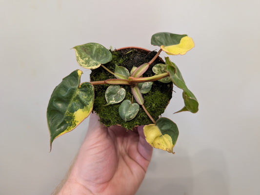 Philodendron Billietiae Variegata 8cm