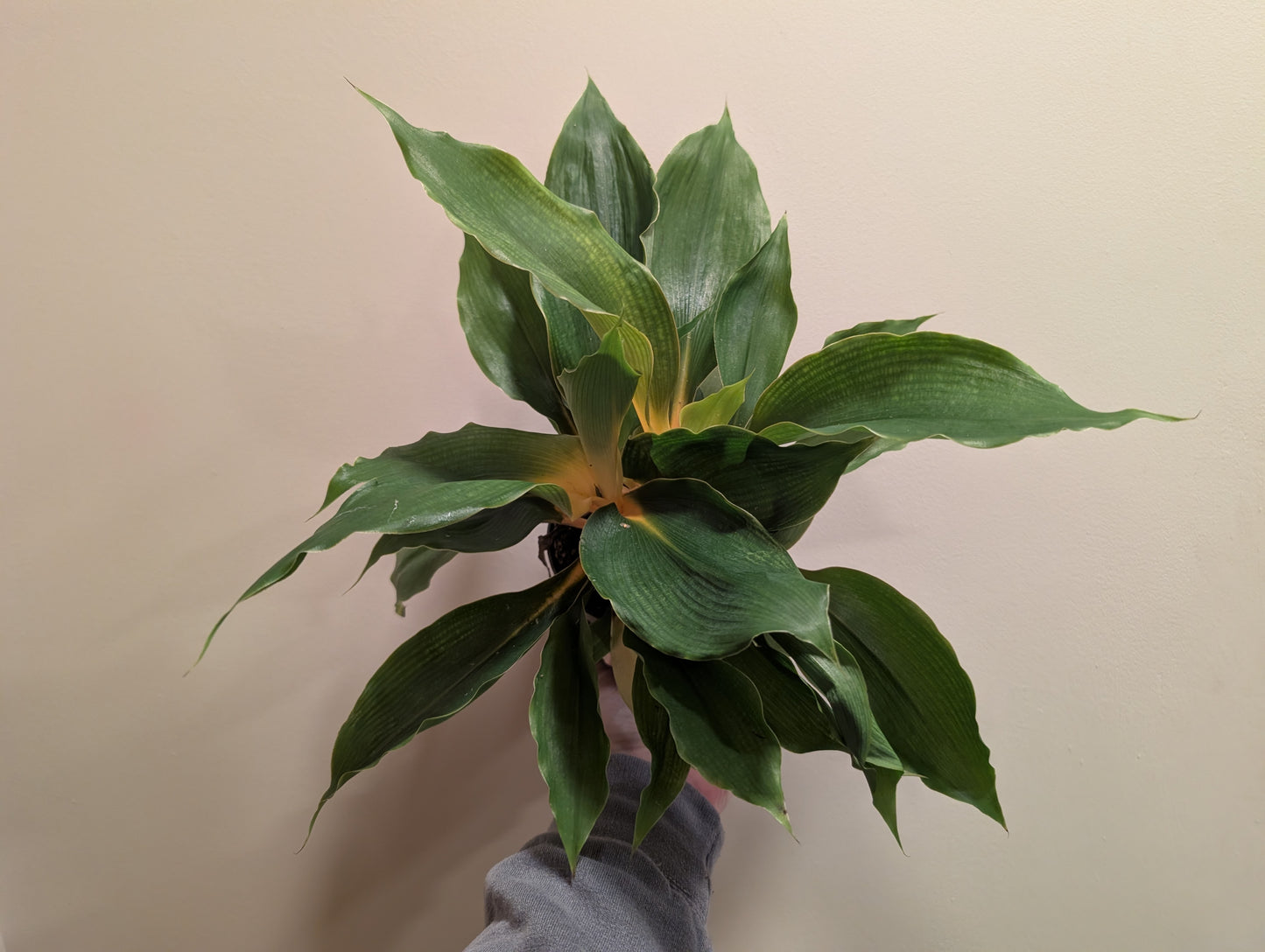 Chlorophytum Princess Marble 12cm