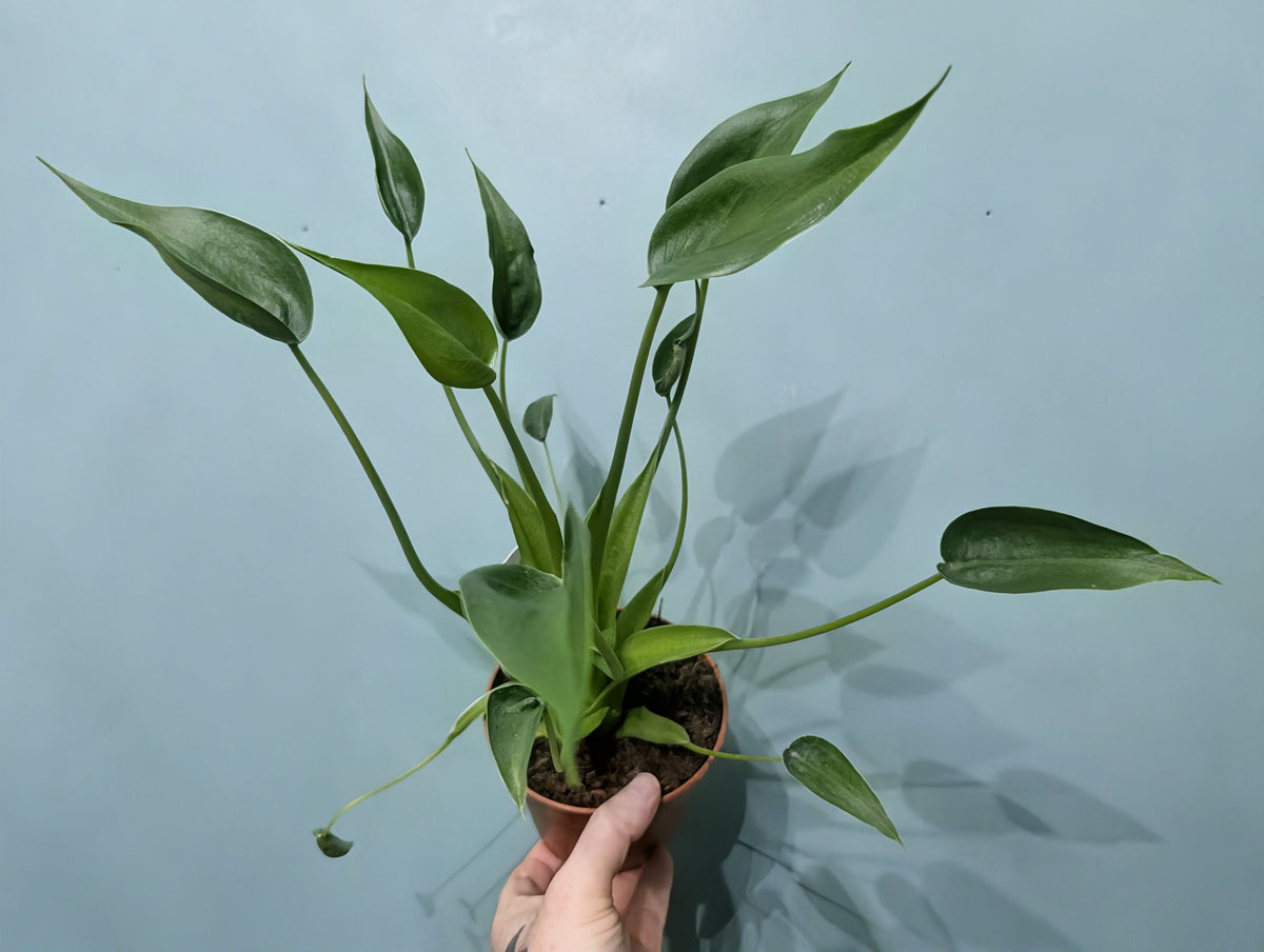 Alocasia Tiny Dancer 12cm