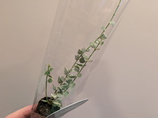 Dischidia Ruscifolia Variegated 7cm