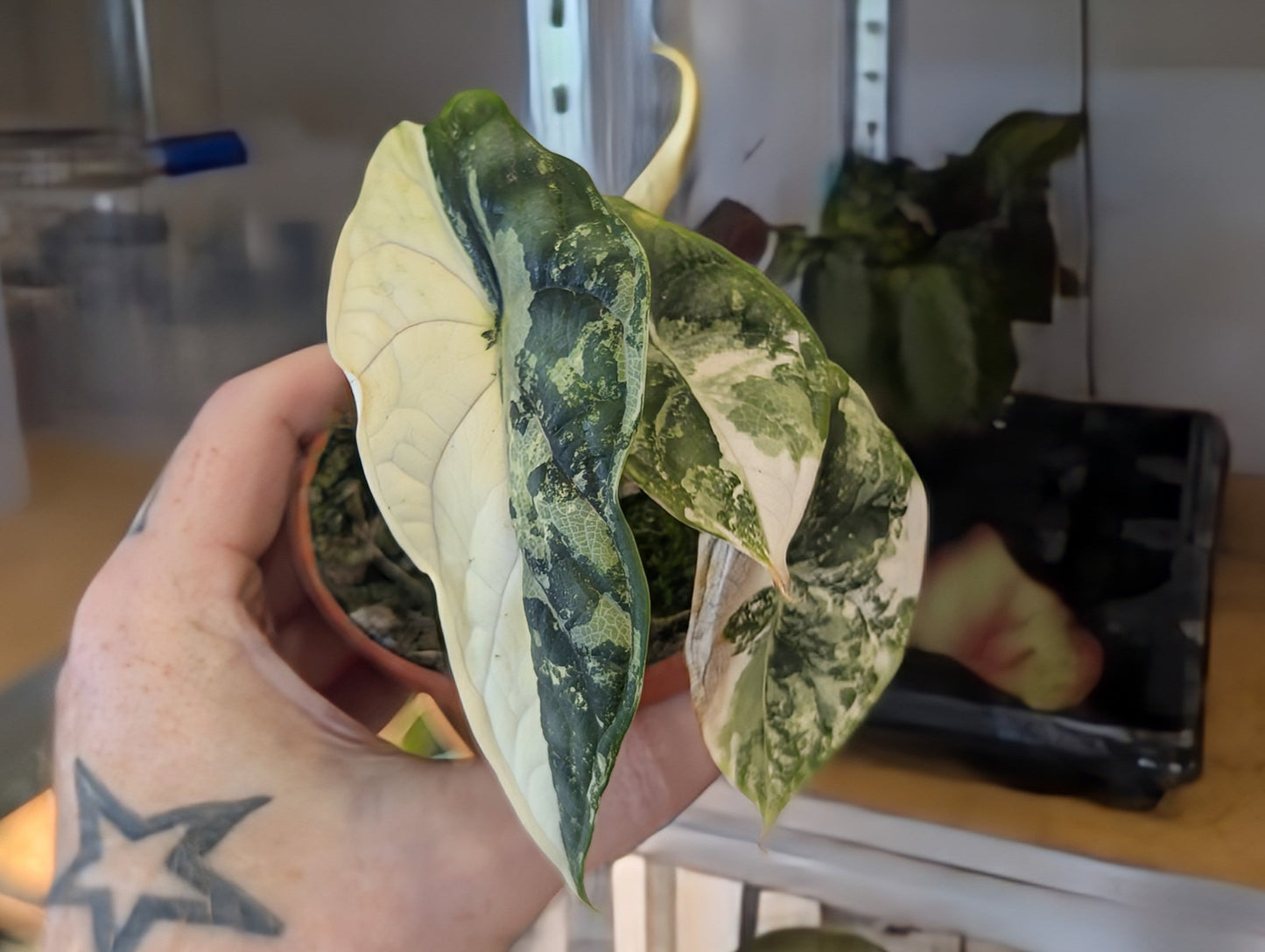 Alocasia Dragon Scale Albo 9cm