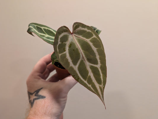 Anthurium Silver Blush Mint x Michelle 7cm