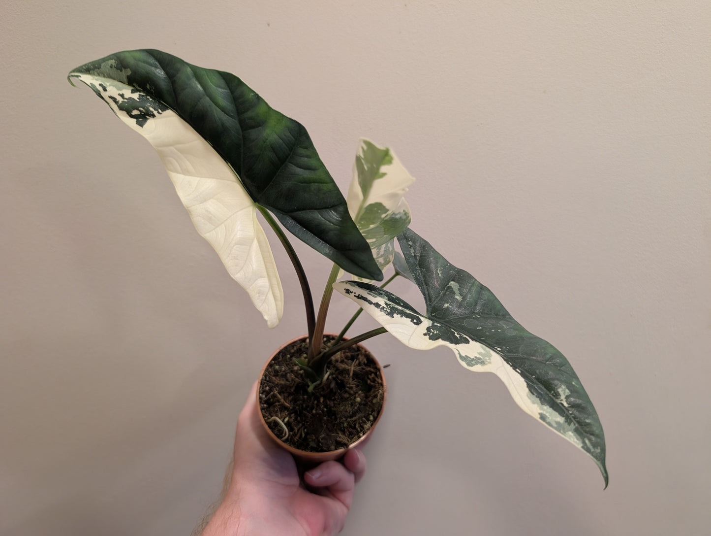 Alocasia Simpo Albo 9cm