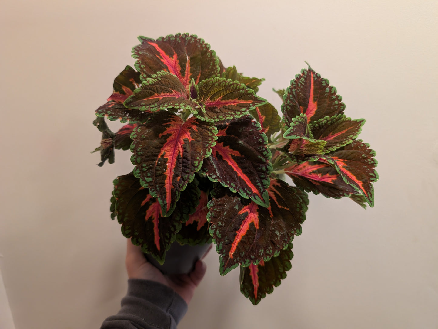 Plectranthus Main Street Franklin Street 13cm
