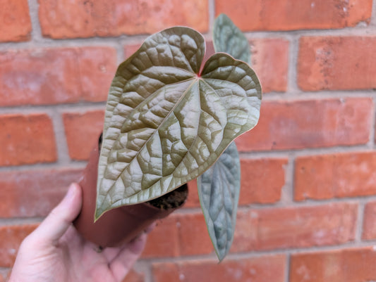 Anthurium Luxurians 10.5cm