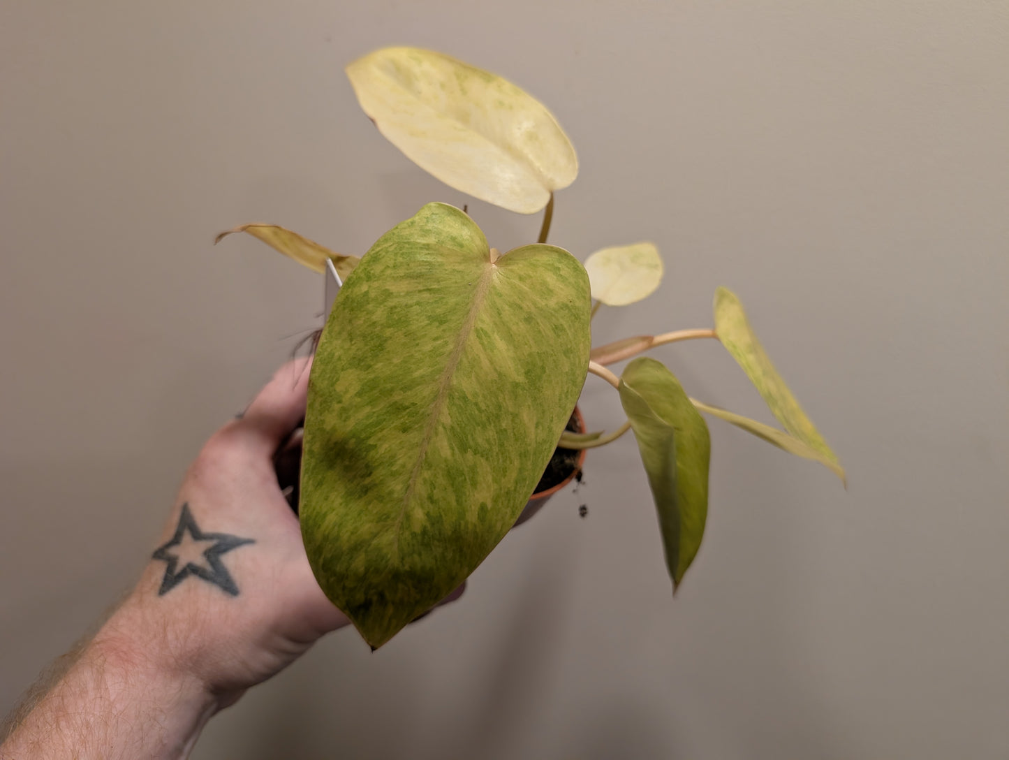 Philodendron Painted Lady Rescue Plant 12cm