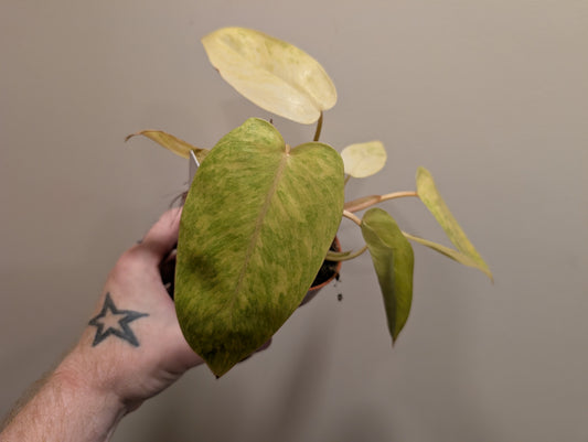 Philodendron Painted Lady Rescue Plant 12cm