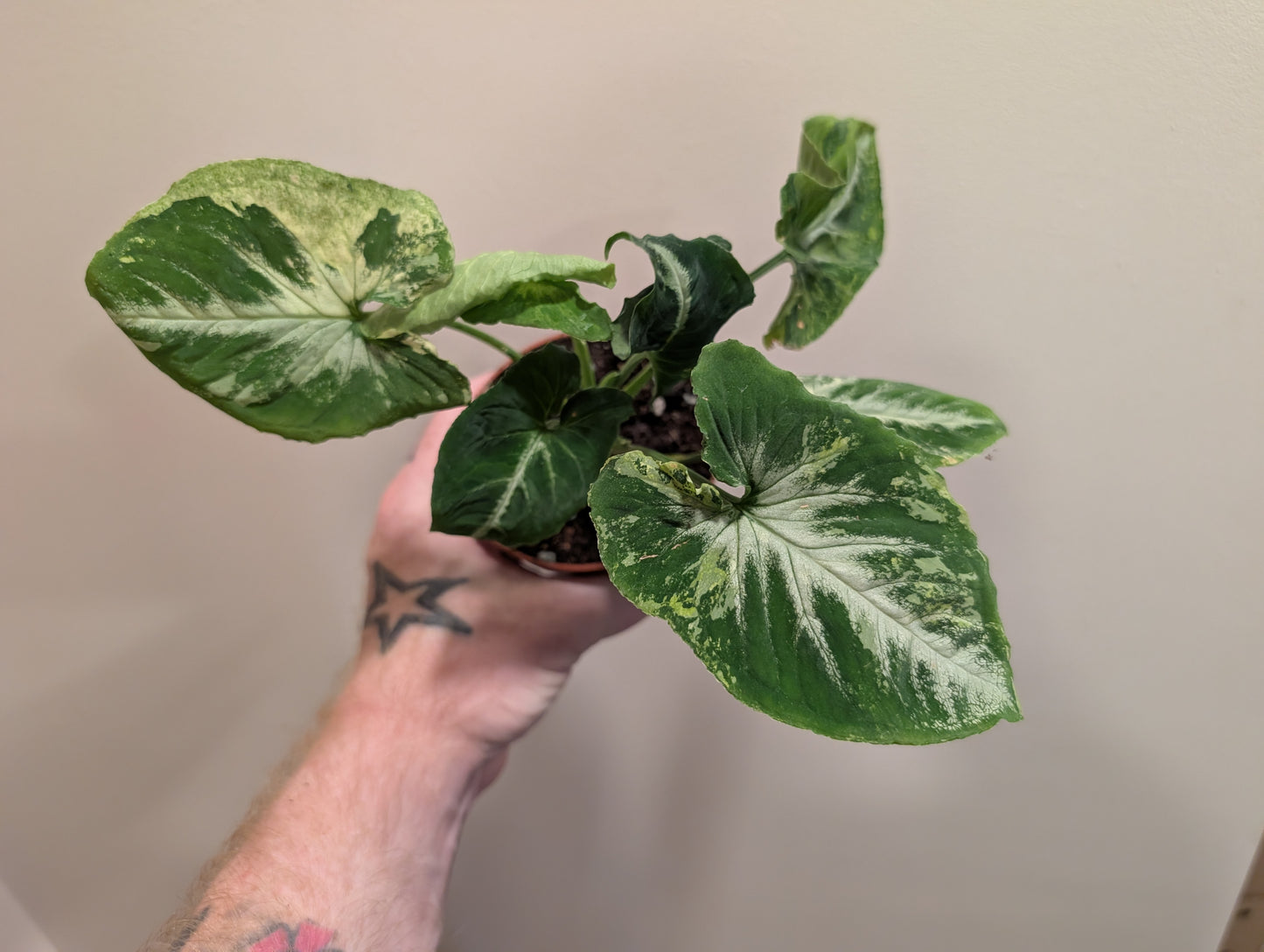 Syngonium Scrambled Egg 9cm