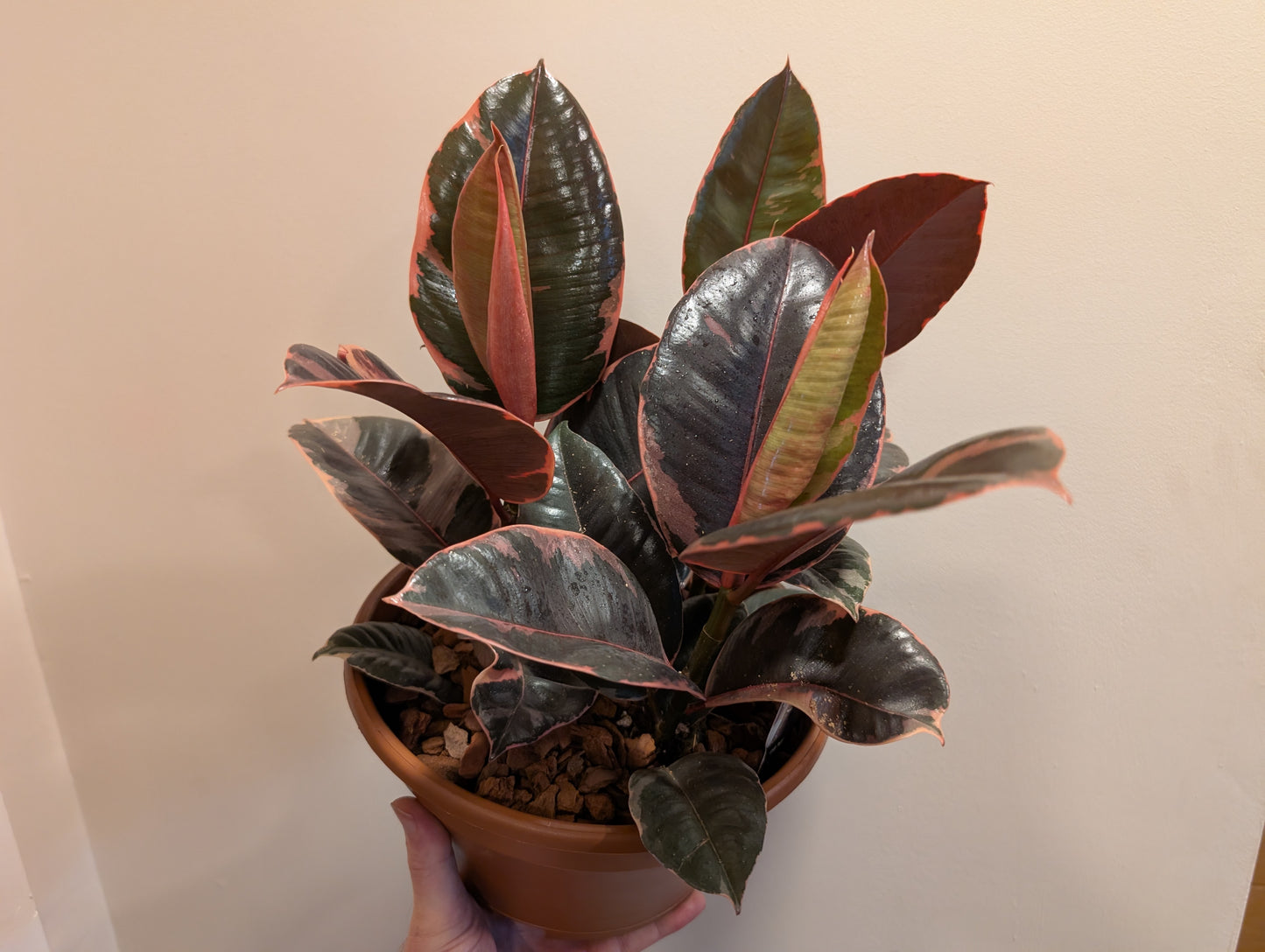 Ficus Belize 23cm