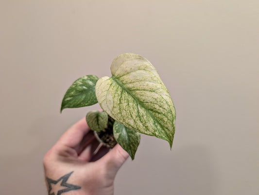 Monstera Deliciosa Mint Variegated 6cm