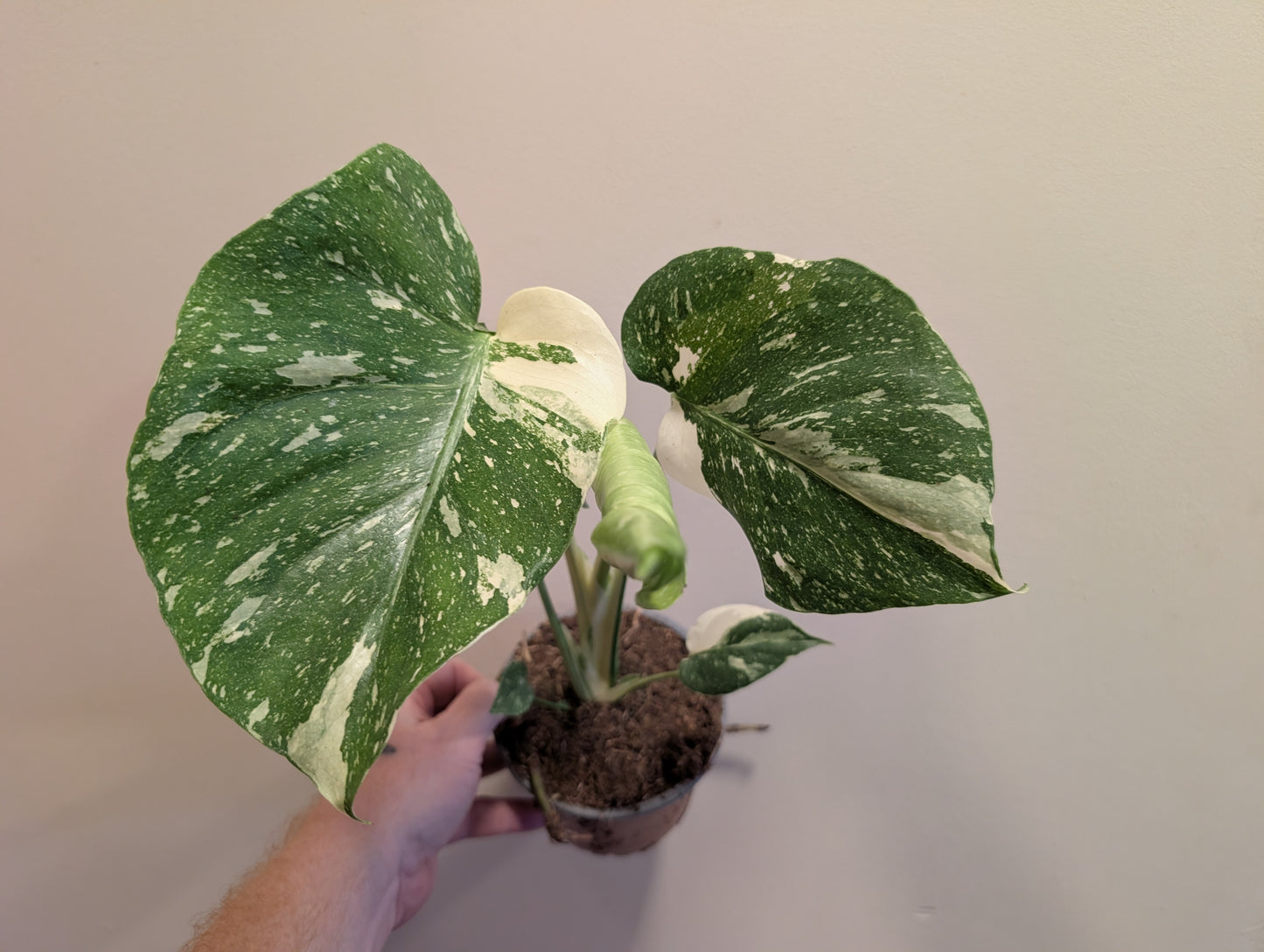 Monstera Deliciosa Thai Constellation 12cm