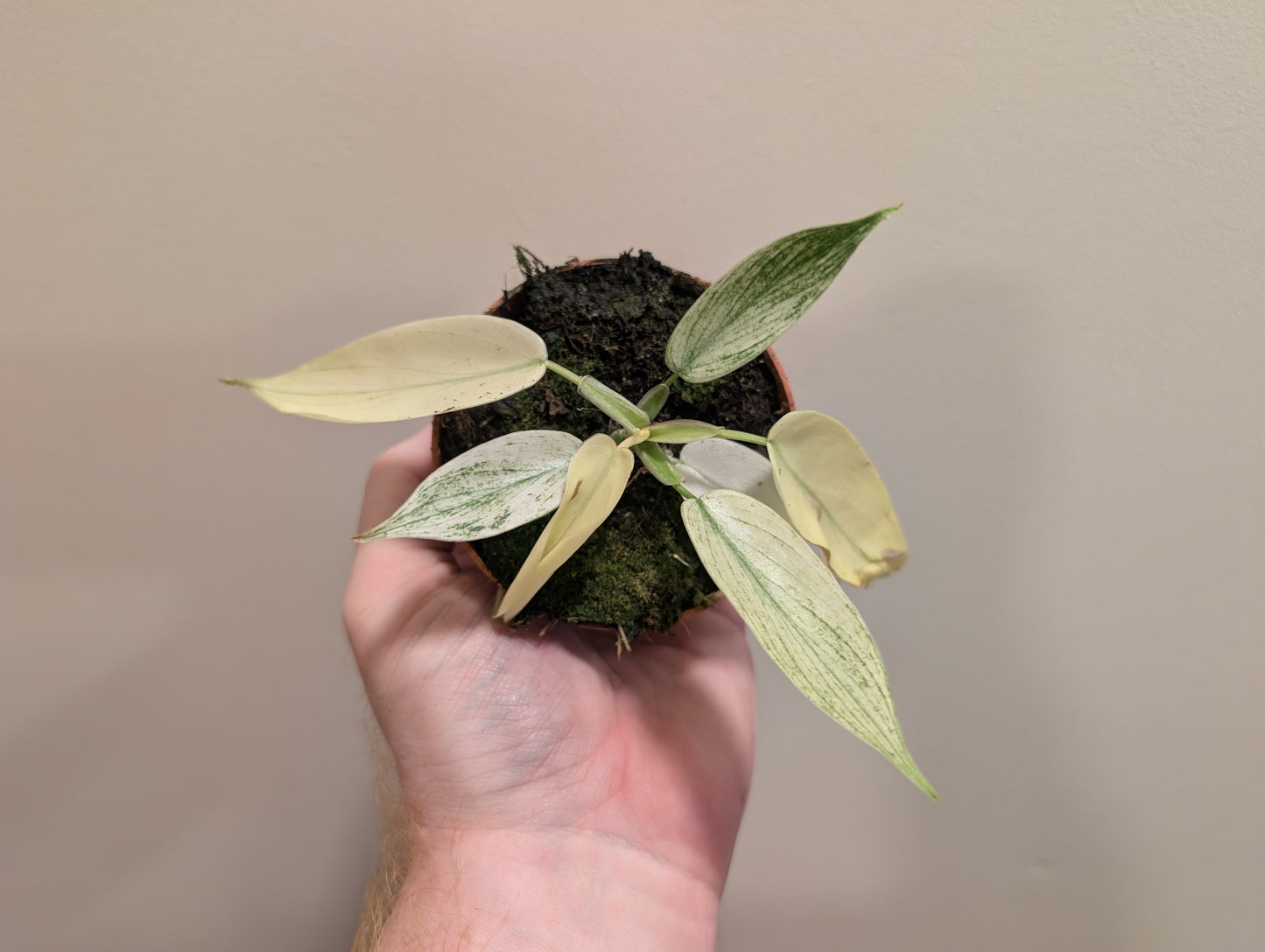 Philodendron Florida Ghost 8cm