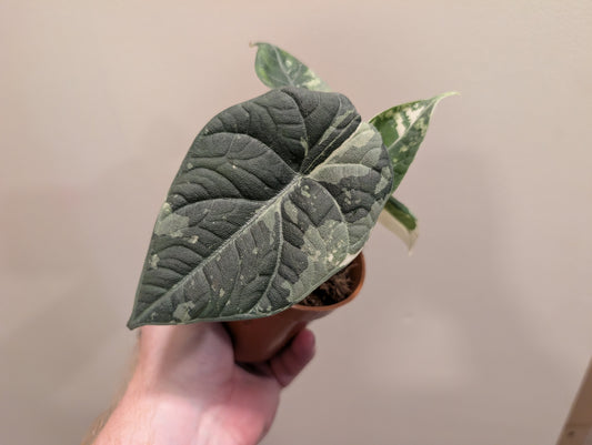 Alocasia Maharani Albo 9cm