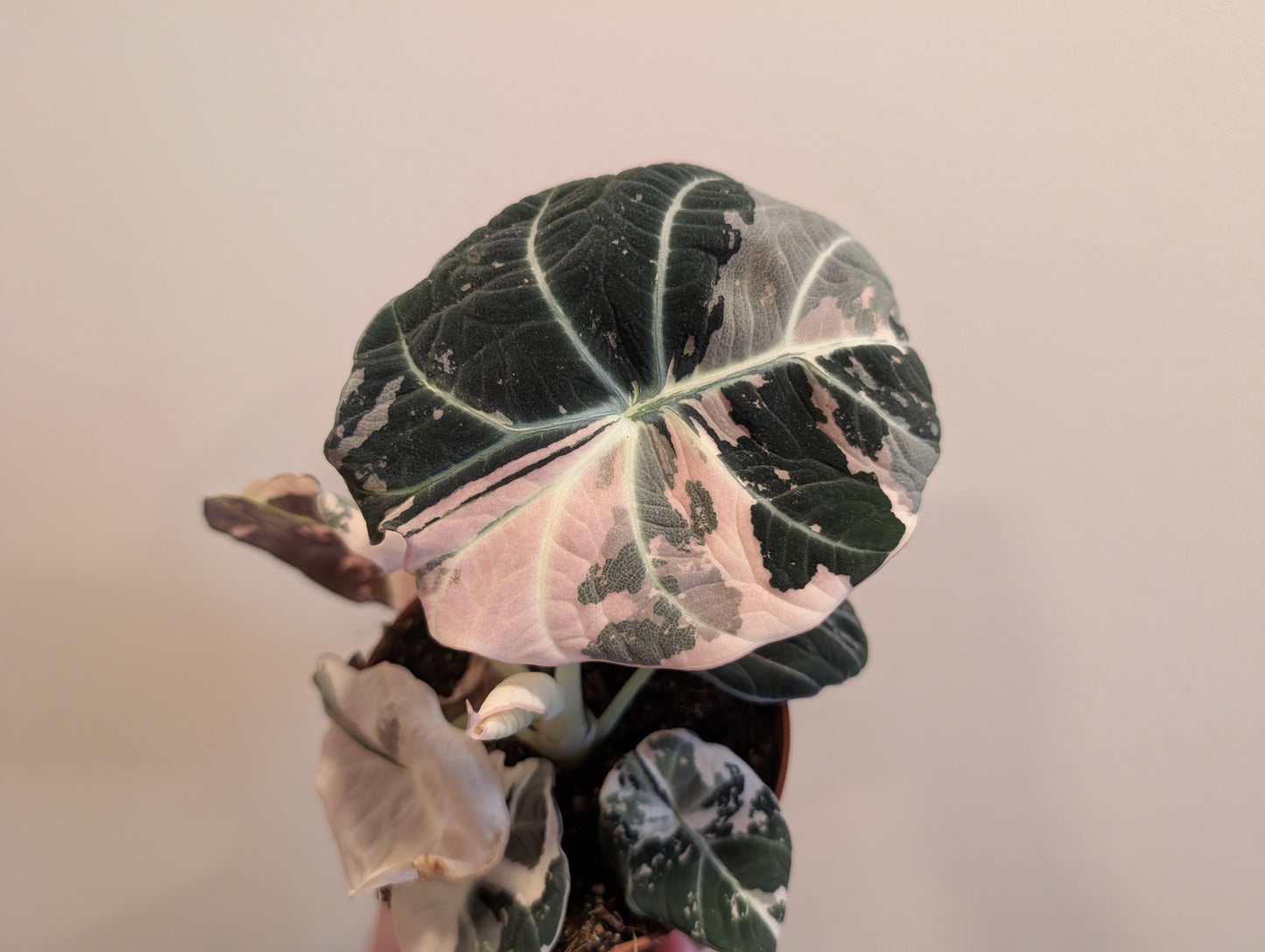 Alocasia Black Velvet Pink 12cm
