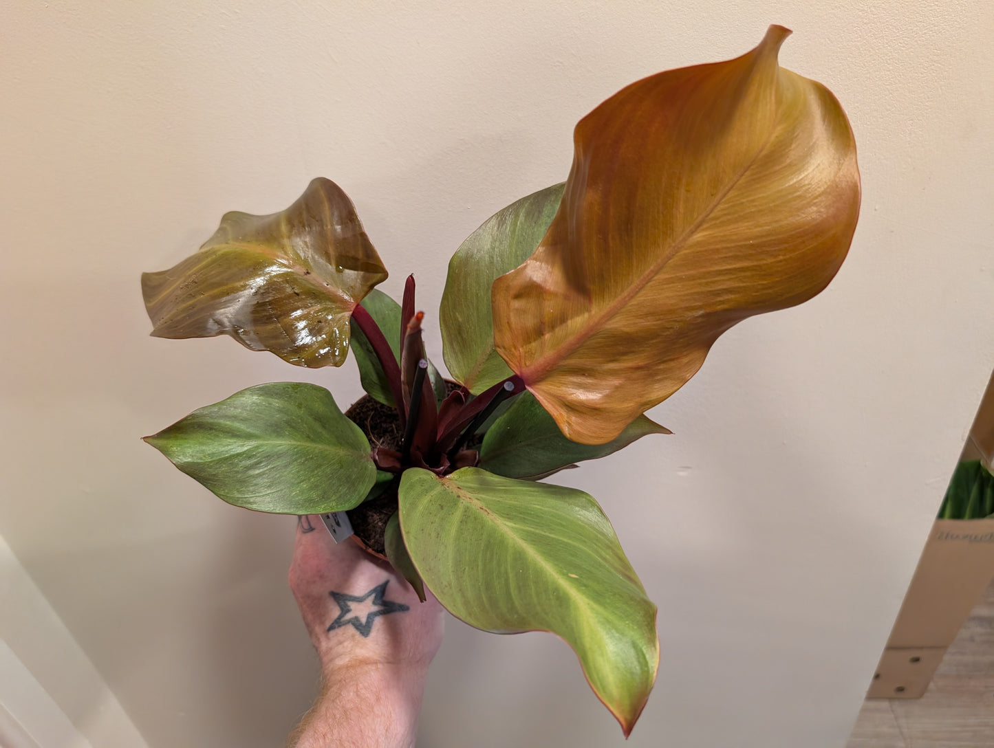 Philodendron Sunlight 12cm
