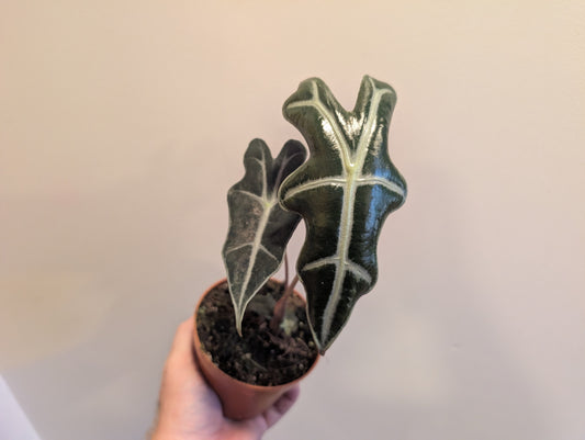 Alocasia Nobilis 10.5cm Pre Order