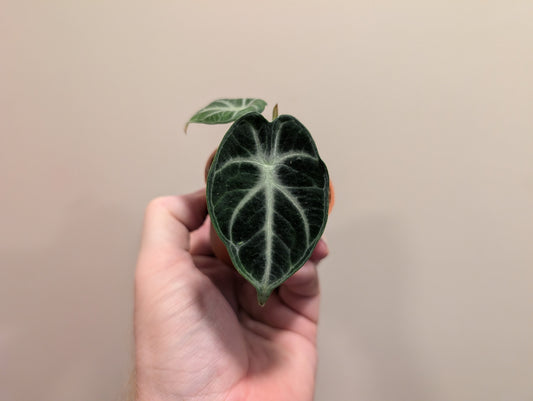 Alocasia Ninja 6cm ⚡️