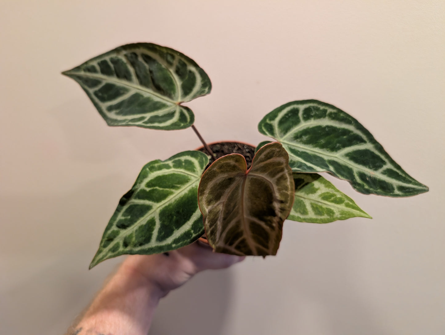 Anthurium Snow Queen Mutation 12cm