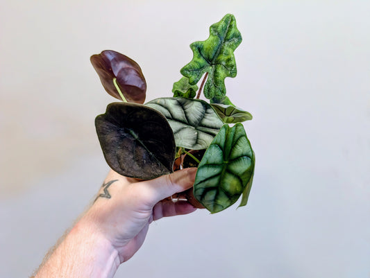Alocasia Bundle ⚡️