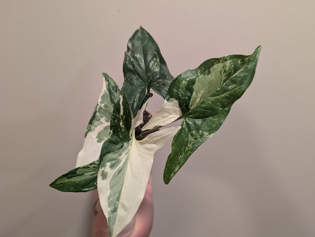 Syngonium Albo 9cm