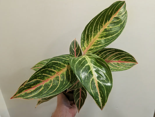 Aglaonema Red Okapi 12cm