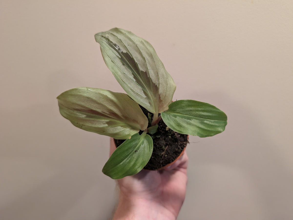 Kaempferia Aurantiflora Jungle Silver 8cm