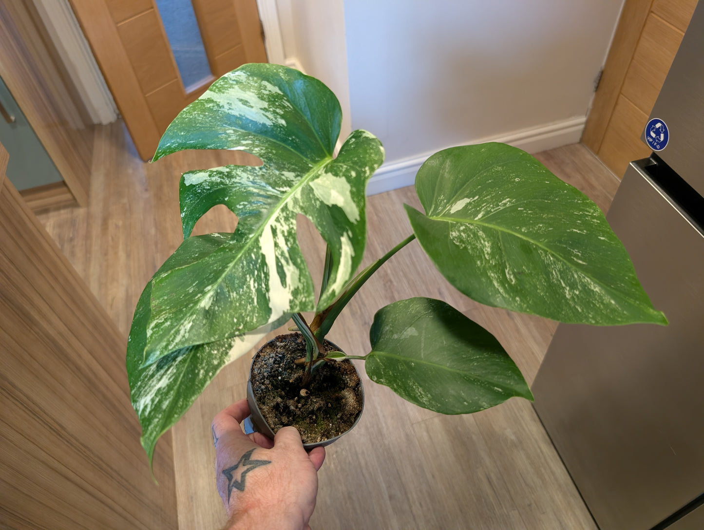 Monstera Albo Borsigiana Variegata 12cm