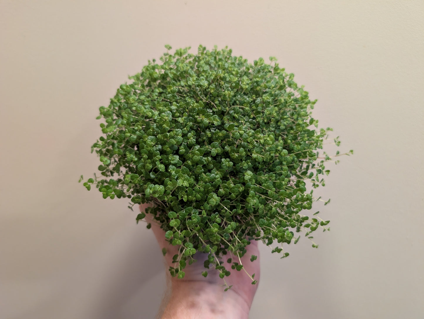Soleirolia Soleirolii Green 12cm