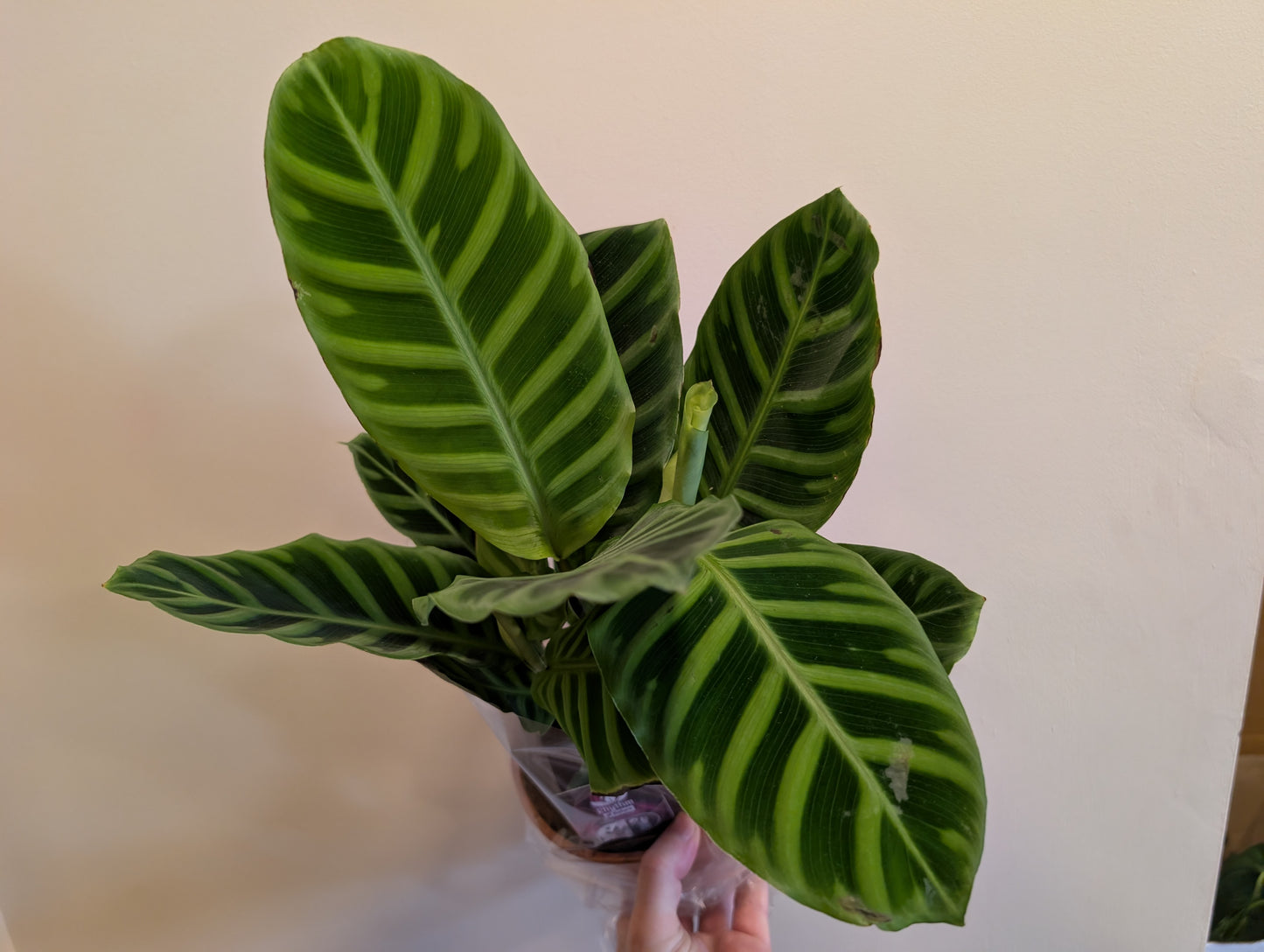 Calathea Zebrina 14cm