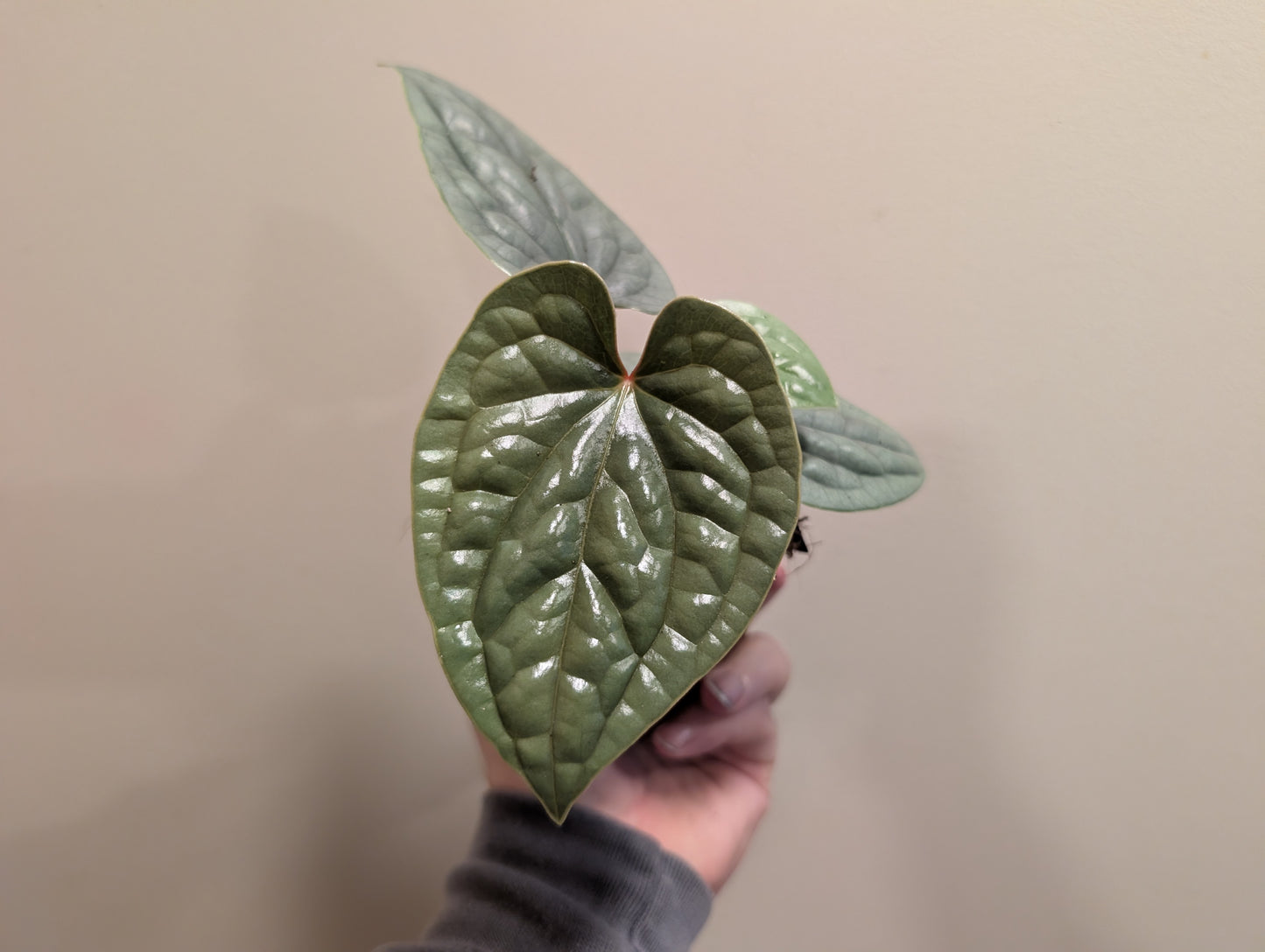 Anthurium Luxurians 10.5cm