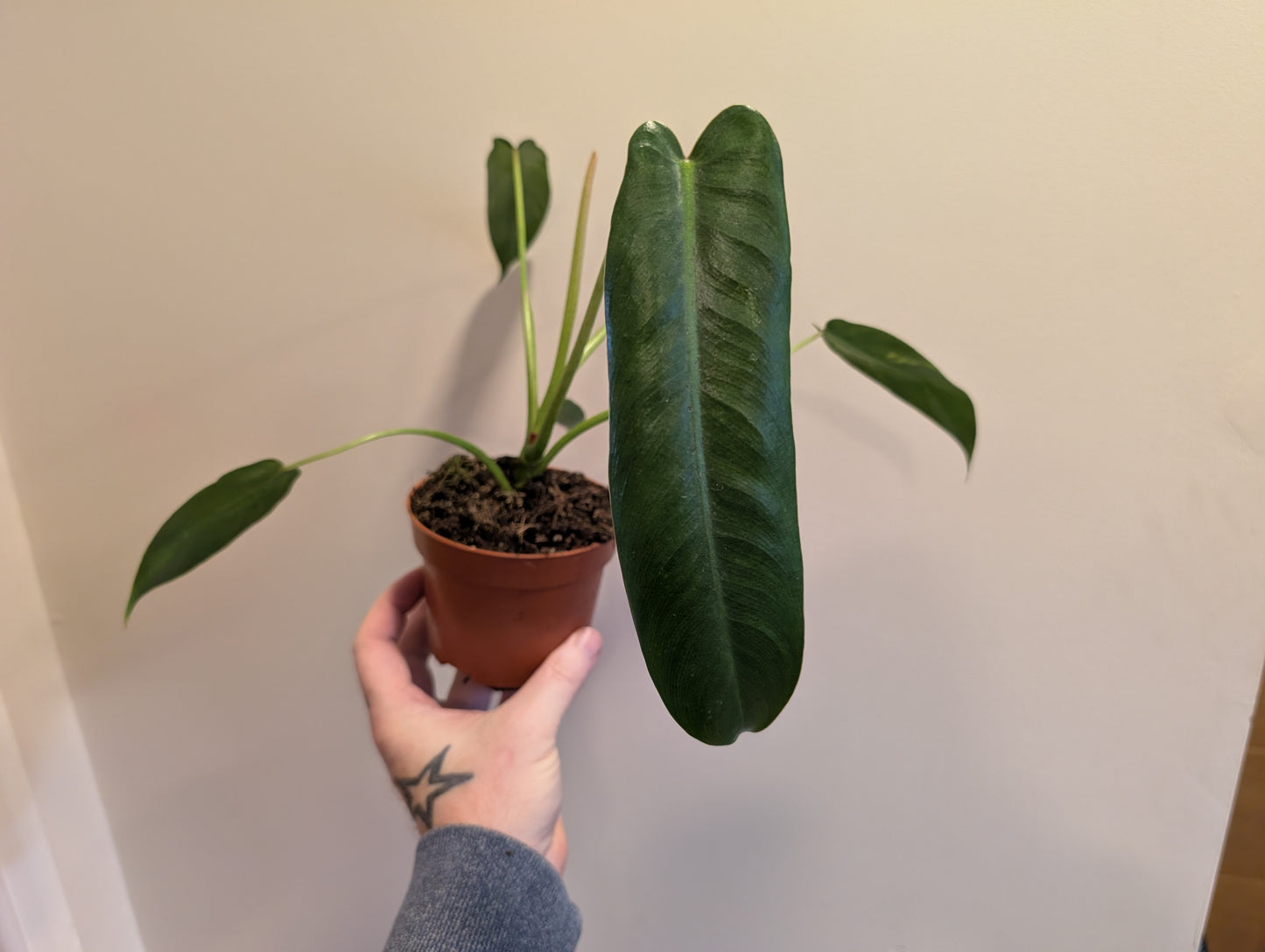 Philodendron Spiritus Sancti 10.5cm