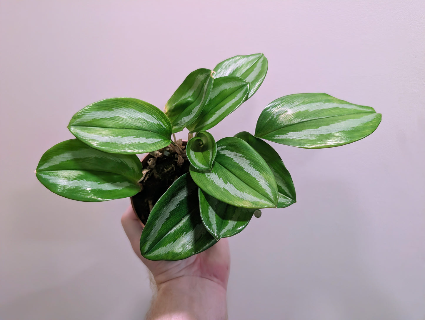 Scaphochlamys Scintillans Ooi 10.5cm