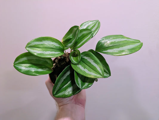 Scaphochlamys Scintillans Ooi 10.5cm