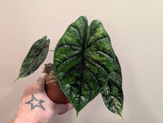 Alocasia Dragon Scale Mint 12cm