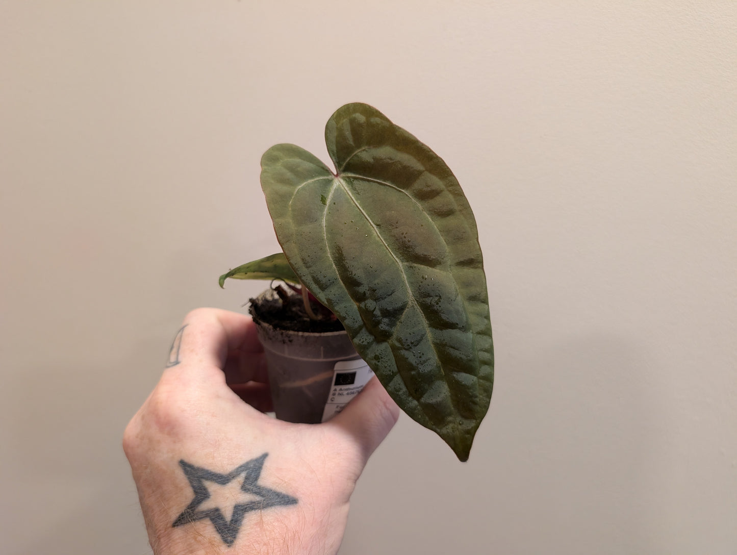 Anthurium Ace of Spades Dark Form x Papillilaminum 7cm