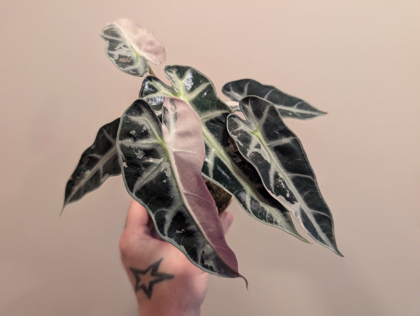 Alocasia Bambino Pink 9cm