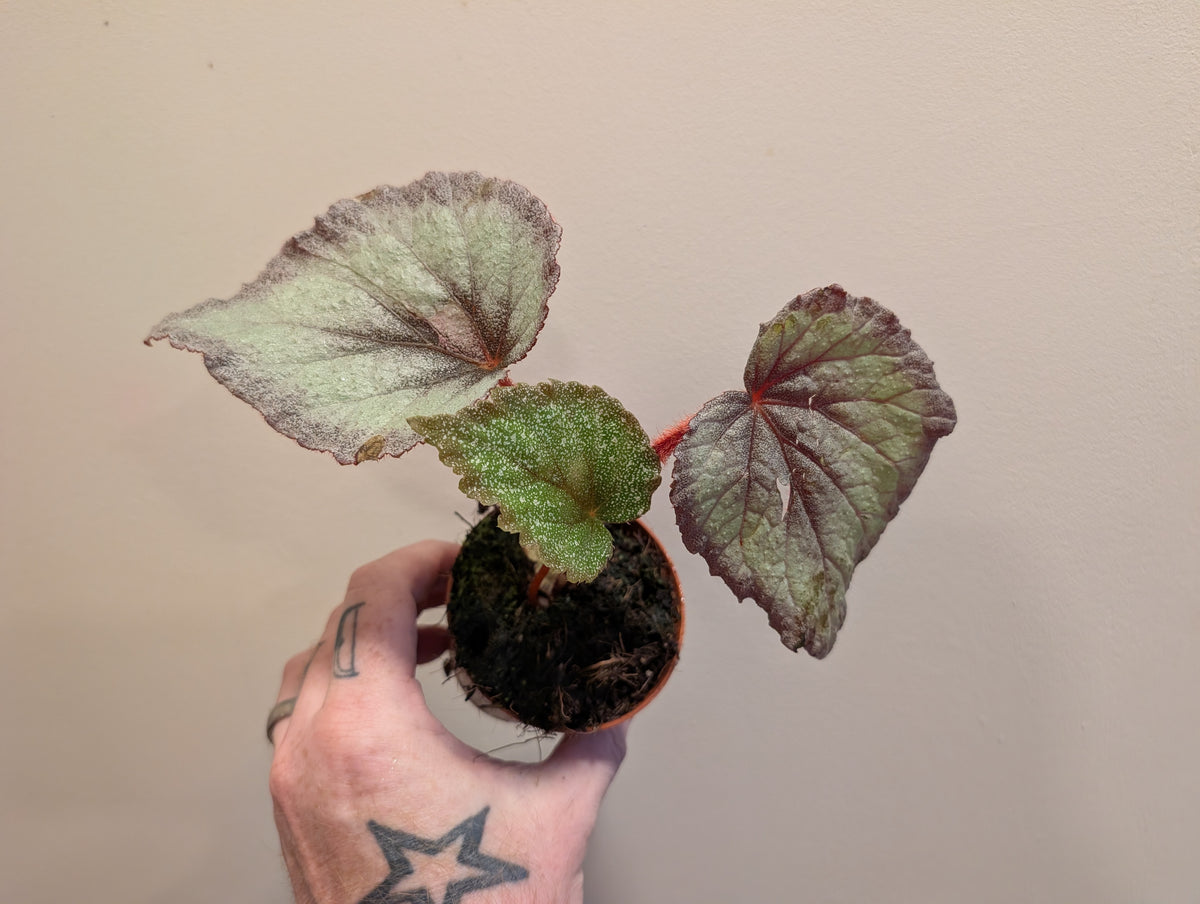 Begonia Flamingo Soul 8cm