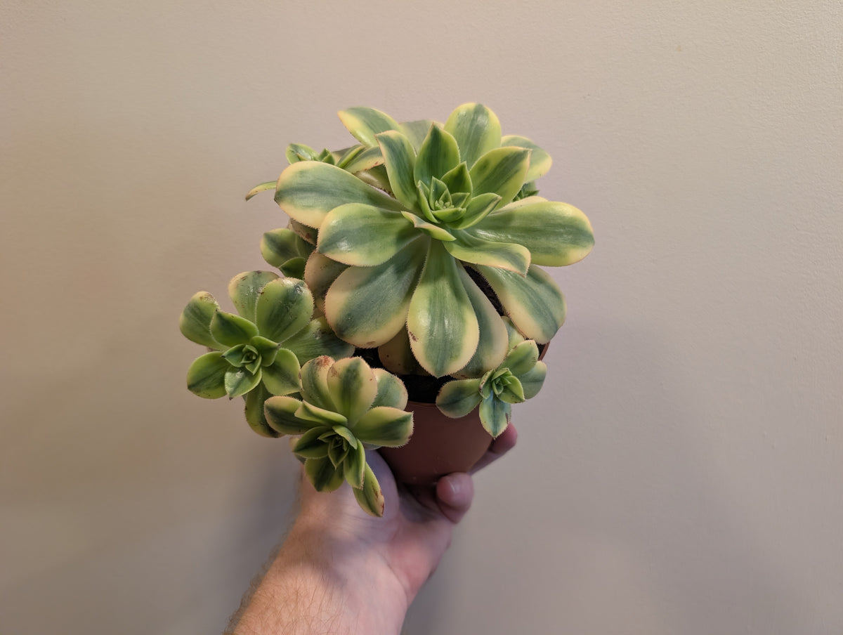 Aeonium Starburst 12cm