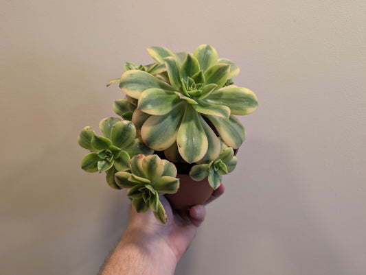 Aeonium Starburst 12cm