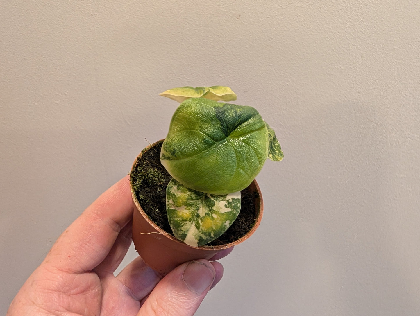 Alocasia Melo Aurea 6cm