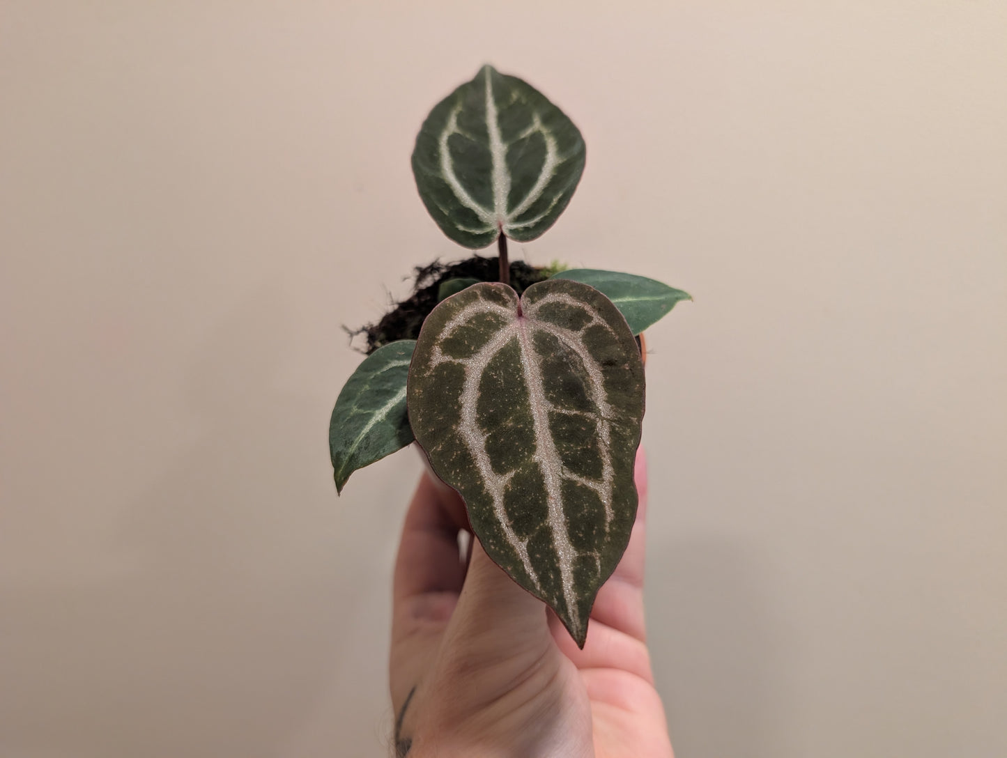 Anthurium Red Crystalanium 8cm