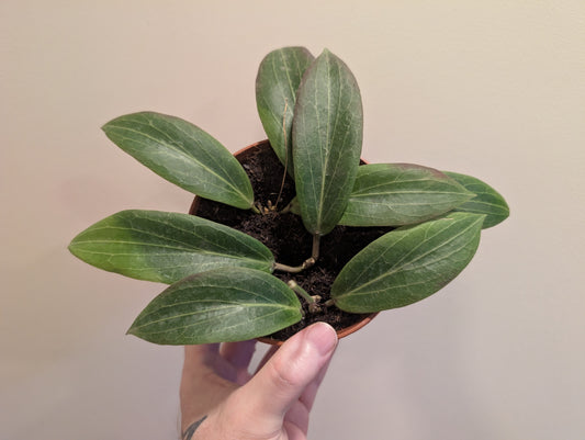 Hoya sp. Loei 12cm